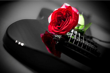 :), guitar, rose, red, flower HD wallpaper