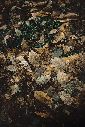 Nature, Autumn, Foliage, Oak, Fallen HD phone wallpaper
