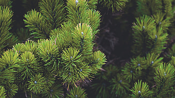 Nature's wonder, Spruce and pine trees, Evergreen beauty, Tropical forest HD wallpaper