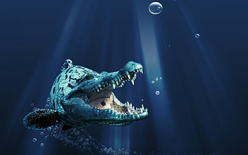 Amphibian, sea, creature, sunlight HD wallpaper