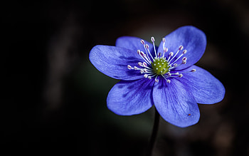 Liverwort, nature, macro, flower HD wallpaper