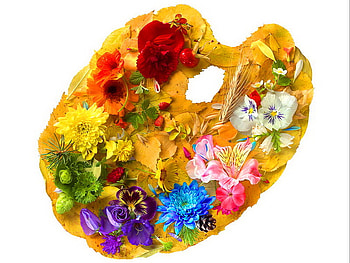 Floral palette, colorful, palette, floral, colors, flowers HD wallpaper