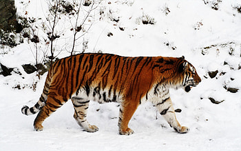 Animals, Snow, Predator, Big Cat, Color, Stroll, Tiger HD wallpaper
