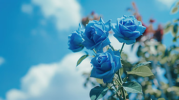 Blue roses under a blue sky 03, blue, rose, sky, landscape, flower HD wallpaper