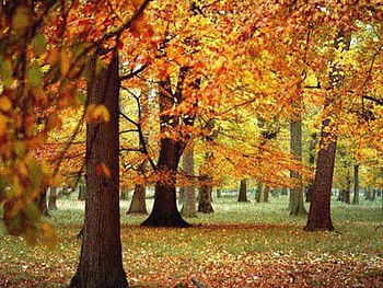 Hazy Autumn Days, autumn, forest, golden leaves, fall HD wallpaper