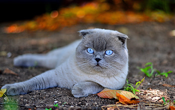 Animals, Autumn, Leaves, Cat, To Lie Down, Lie, Muzzle, Blue-Eyed, Blue Eyed HD wallpaper