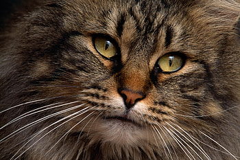 Animals, Cat, Fluffy, Muzzle, Thick, Fat HD wallpaper