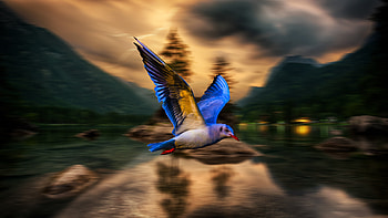 Blue bird, blur, flight HD wallpaper