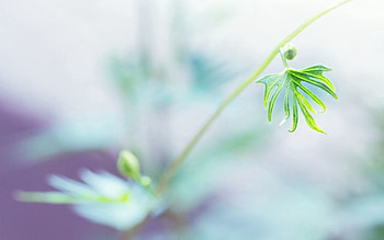 Nature, Grass, Leaves, Macro, Shine, Light, Branch HD wallpaper