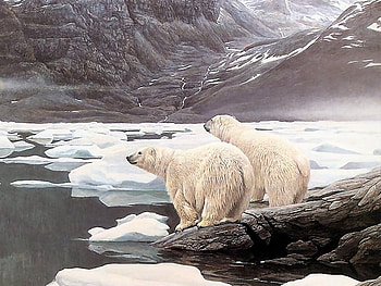 Polar bears, animal, wildlife, bear, snow, polar HD wallpaper