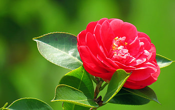 Camellia Windows theme, , Windows 8 beauty, delight HD wallpaper