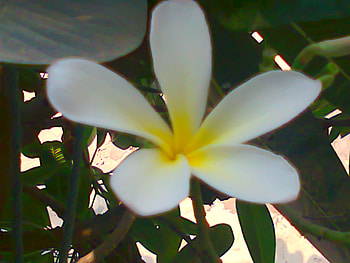 White flower, white, nature, flowers, flower HD wallpaper