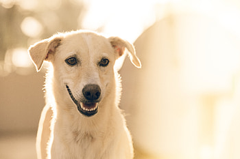 Animals, Dog, Muzzle HD wallpaper