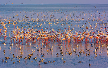 Flamingos, animal, water, bird HD wallpaper