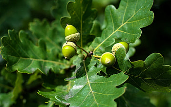 Acorns, leaves, oak, green, Latvia, macro HD wallpaper