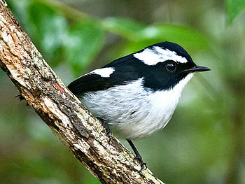 Cute Bird, cool, cute, bird HD wallpaper