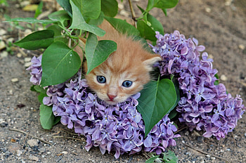 Animals, Lilac, Kitty, Kitten, To Lie Down, Lie, Dream, Sleep HD wallpaper