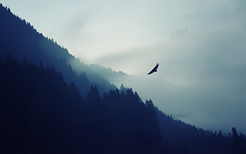 Eagle Over The Mountain, nature, mountains, eagle HD wallpaper