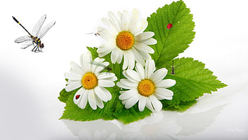 Chamomile, ladybugs, dragonflies, spring, fresh, lady bug, summer, leaves, daisy, flowers HD wallpaper