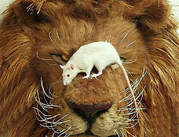 The rat and the cat, white, cat, lion, large, nose HD wallpaper