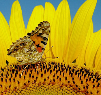 Touch the sun, orange black yellow, inside, butterfly, sunflower HD wallpaper