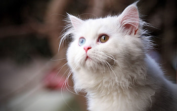 Animals, Cat, Fluffy, Muzzle, Sight, Opinion, Heterochromia HD wallpaper