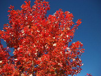bright fall color, trees, tree HD wallpaper