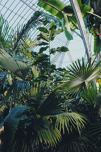 Plants, Miscellanea, Miscellaneous, Garden, Exotic, Greenhouse, Exotics HD phone wallpaper