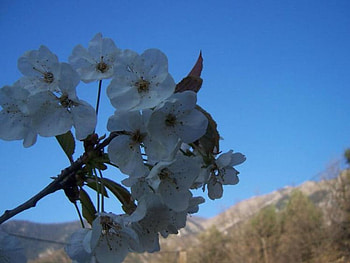 In Bloom, blue, blue sky, white, flowers, hill, mountain HD wallpaper