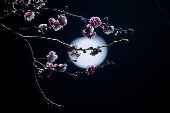 Moon Night, night, beautiful, moon HD wallpaper