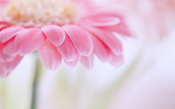 Plants, Flowers, Background HD wallpaper