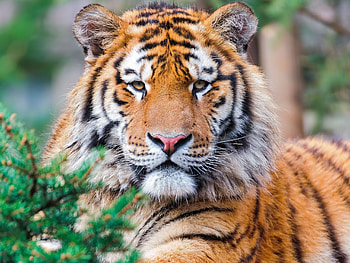 Animals, To Lie Down, Lie, Branches, Predator, Sight, Opinion, Tiger, Fashion HD wallpaper