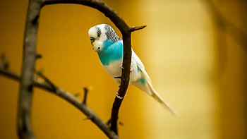 Blue, White, Budgerigar, Parrot, Bird, Branch, Yellow, Background Birds HD wallpaper