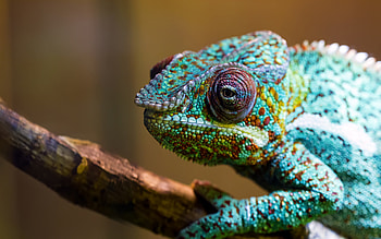 Chameleon, Animal HD wallpaper