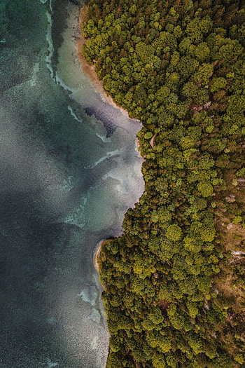 Nature, Trees, Sea, View From Above, Coast, Forest HD phone wallpaper