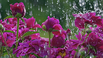 Blossoms in rain, Flowers, Roses, Rain, Drops HD wallpaper
