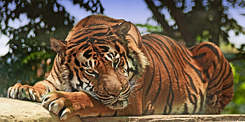 Animals, Aggression, Muzzle, Predator, Big Cat, Tiger HD wallpaper