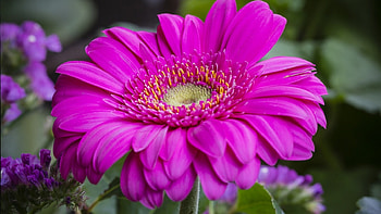 Gerbera, nature, flowers, bloom HD wallpaper