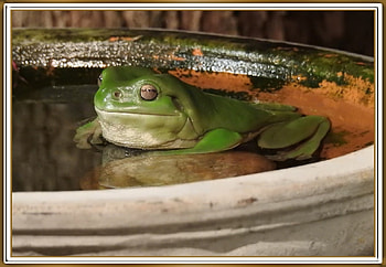 BEAUTIFUL FROG, NATURE, FROG, BEAUTIFUL HD wallpaper