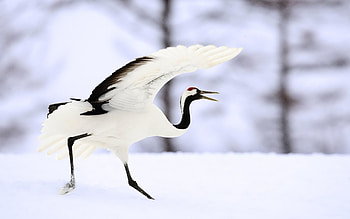 Lovely crane bird , Animals, Wildlife, Animal HD wallpaper