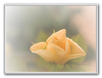 Morning Rose, art , beige, beautiful, garden rose, morning lightining HD wallpaper