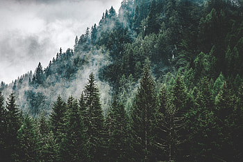 Mist, green trees, nature, Italy HD wallpaper