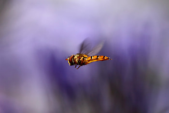 Macro, Blur, Smooth, Flight, Bee, Wings HD wallpaper