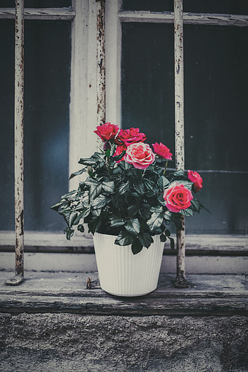 Flowers, Pink, Flower, Rose Flower, Rose, Window Sill, Windowsill, Pot, Decorative HD phone wallpaper