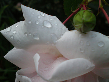 Drink for a Rose, pink, white, stem, bud, petals, water, droplets HD wallpaper