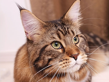 Animals, Cat, Fluffy, Muzzle, Thick, Fat, Maine Coon, Maine HD wallpaper