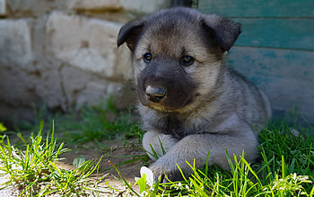Dog, animal, cute, pet HD wallpaper