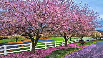 Spring in the Appalachian Mountains, North Carolina, fence, cherry, blossoms, trees, landscape, usa HD wallpaper