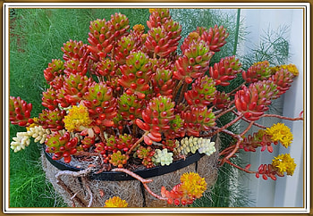 JELLYBEAN SUCCULENT, NATURE, LOVELY, PLANT HD wallpaper