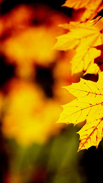 Gold Leaf, One leaf HD phone wallpaper